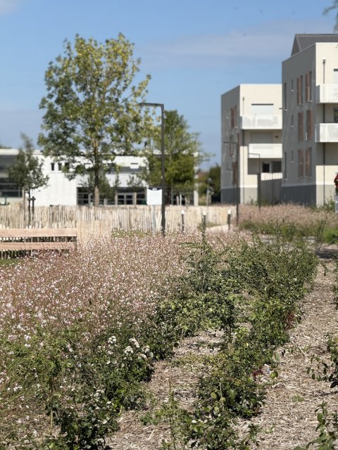 ARVAL architecture - ZAC de la Prairie – MARGNY/VENETTE - 4 